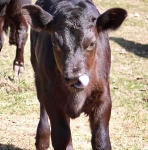 Meet your Posher, Dawn